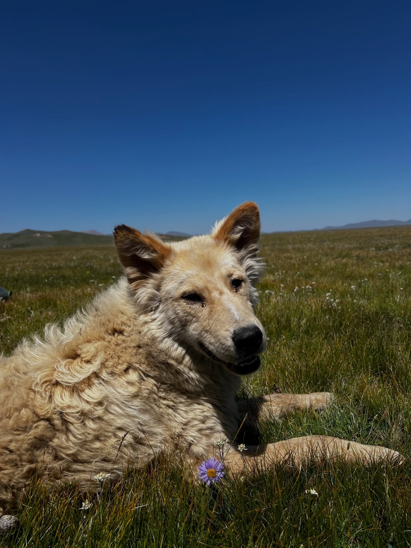 A camp dog resting in the grass