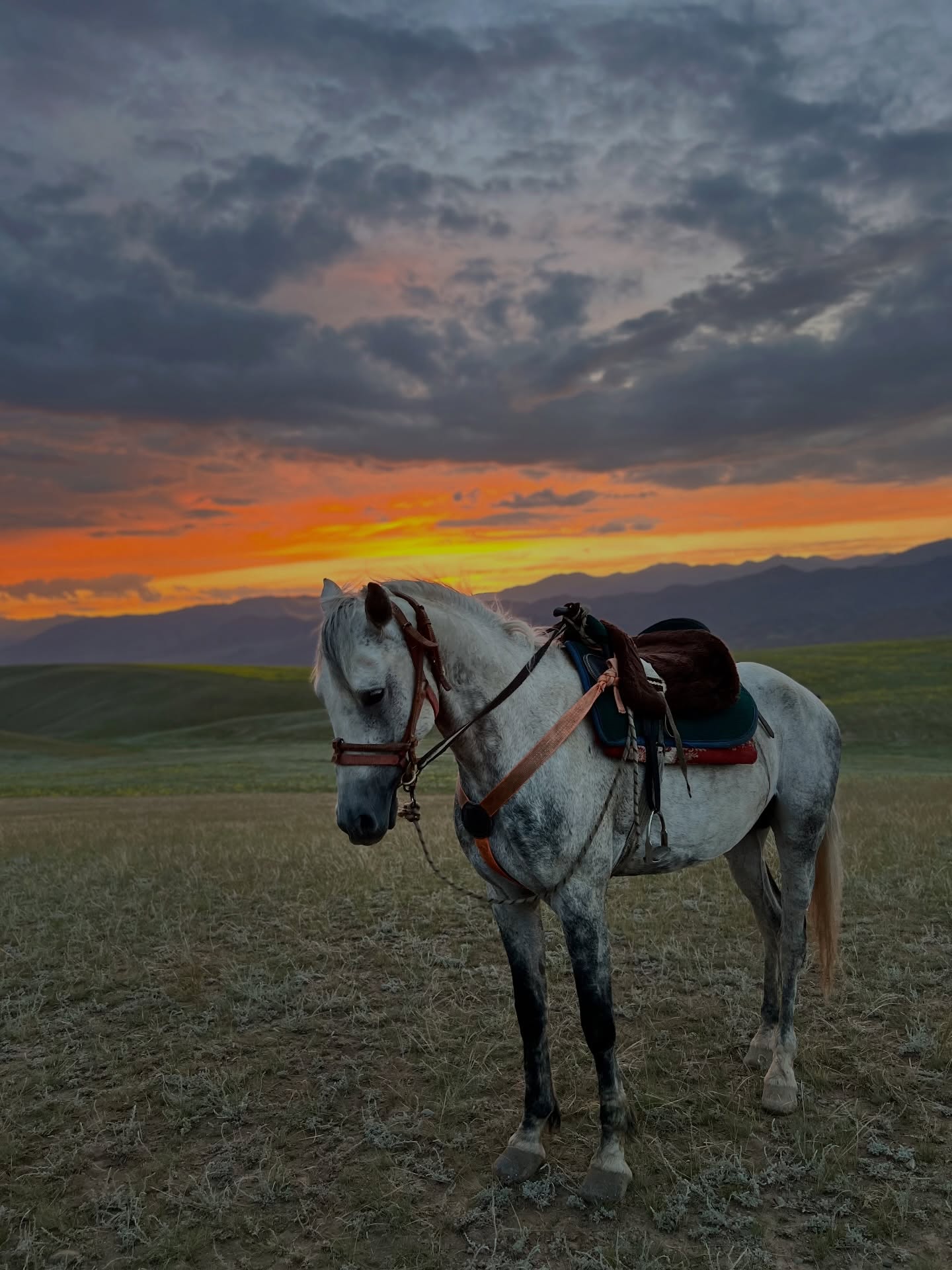 A saddled grey horse at sunset on the steppe
